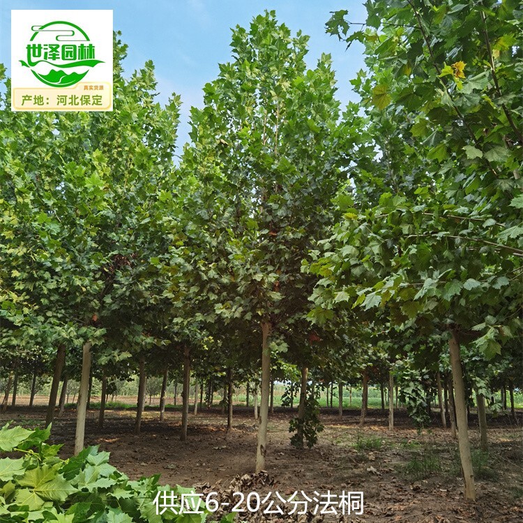 法桐报价